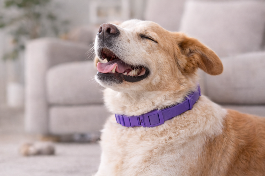 TranquiDog™ Collar anti estrés para perros